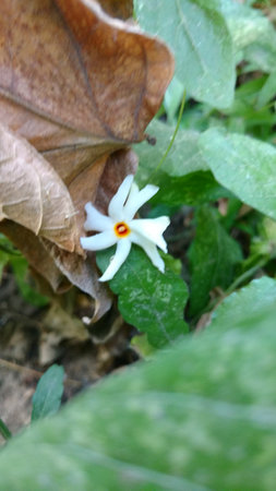 Nyctanthes arbor-tristis or parijat on groundの写真素材