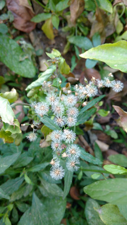 Cyanthillium cinereum flowers also known as little ironweed and hey flowerの写真素材