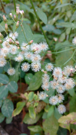 Cyanthillium cinereum flowers also known as little ironweed and hey flowerの写真素材