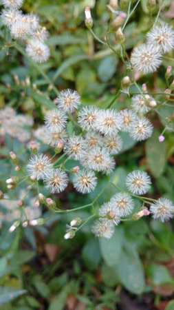 Cyanthillium cinereum flowers also known as little ironweed and hey flowerの写真素材