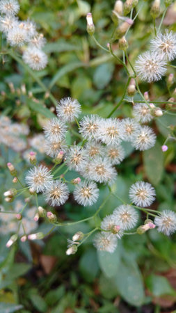 Cyanthillium cinereum flowers also known as little ironweed and hey flowerの写真素材