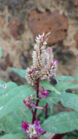 Cockscomb, Chinese Wool Flower, Celosia argenteaの写真素材