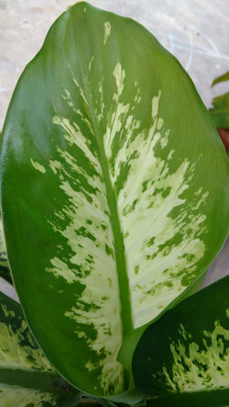Croten that is also known as the Dieffenbachia seguine.の写真素材