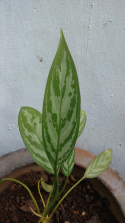 Croten that is also known as Aglaonema Crispumの写真素材