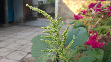 Indian amaranthus seeds closeupの写真素材