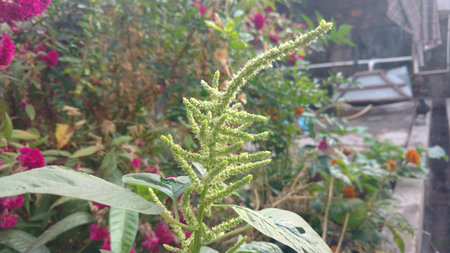 Indian amaranthus seeds closeupの写真素材