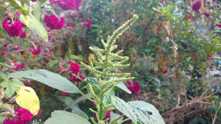 Indian amaranthus seeds closeupの写真素材