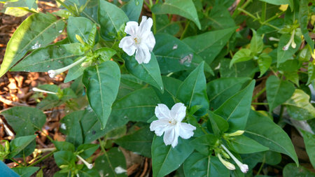 Four O'clock flower, Marvel of peru, Mirabilis Jalapa.の写真素材