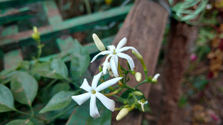 Jasminum auriculatumの写真素材