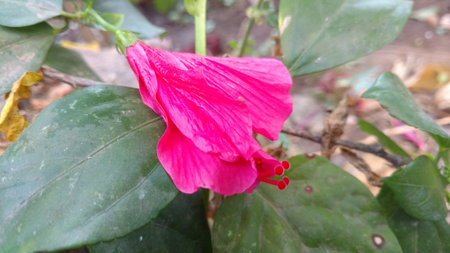 Wilted Hibiscus flowerの写真素材