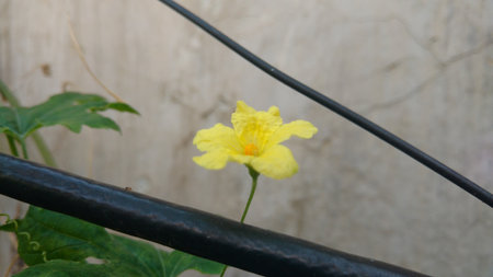 flower of Bitter melon also known as bitter gourdの写真素材