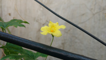 flower of Bitter melon also known as bitter gourdの写真素材