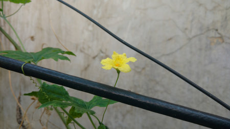 flower of Bitter melon also known as bitter gourdの写真素材