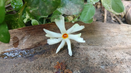 Nyctanthes arbor-tristis or parijat on groundの写真素材