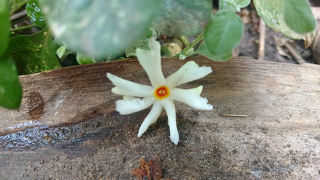 Nyctanthes arbor-tristis or parijat on groundの写真素材