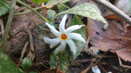 Nyctanthes arbor-tristis or parijat on groundの写真素材