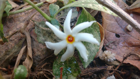 Nyctanthes arbor-tristis or parijat on groundの写真素材