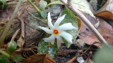 Nyctanthes arbor-tristis or parijat on groundの写真素材