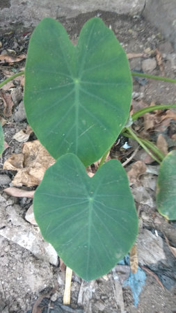 Colocasia esculenta,Colocasia antiquorum Schott leavesの写真素材