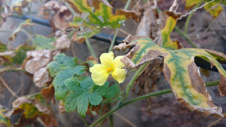 flower of Bitter melon also known as bitter gourdの写真素材