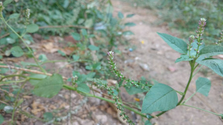 Achyranthes aspera or cheff flower in a sunny dayの写真素材