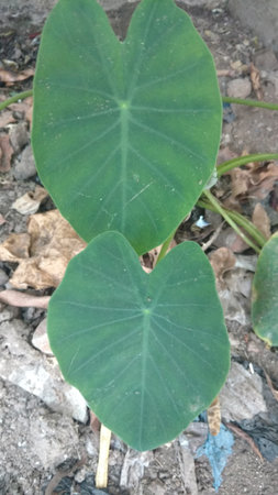 Colocasia esculenta,Colocasia antiquorum Schott leavesの写真素材