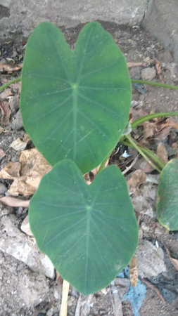 Colocasia esculenta,Colocasia antiquorum Schott leavesの写真素材