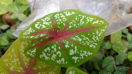 Croten that is also known as Syngonium podophyllum.の写真素材