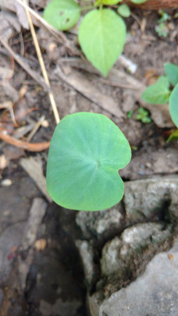 Colocasia esculenta,Colocasia antiquorum Schott leavesの写真素材