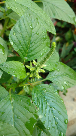 Indian amaranthus closeupの写真素材