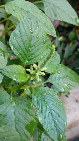 Indian amaranthusの写真素材