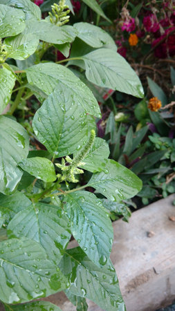 Indian amaranthusの写真素材