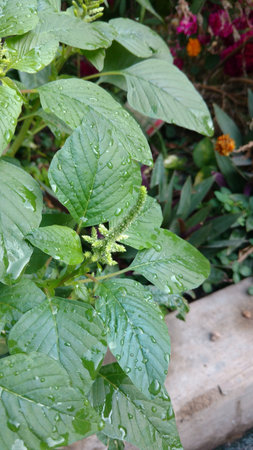 Indian amaranthusの写真素材