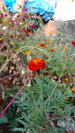 marigoldの写真素材