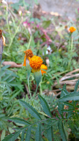 marigoldの写真素材