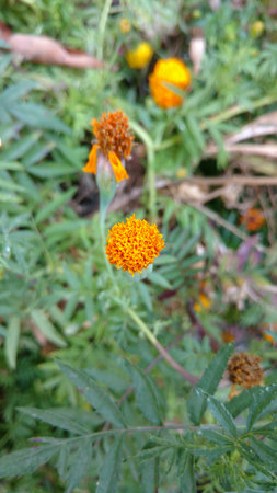 marigoldの写真素材