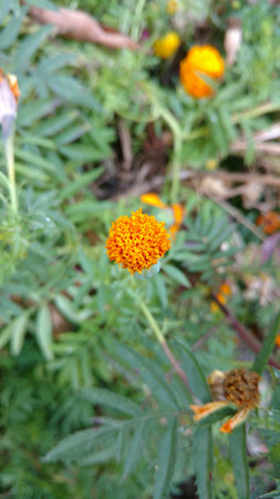 marigoldの写真素材