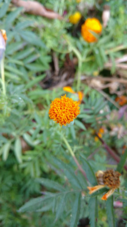 marigoldの写真素材