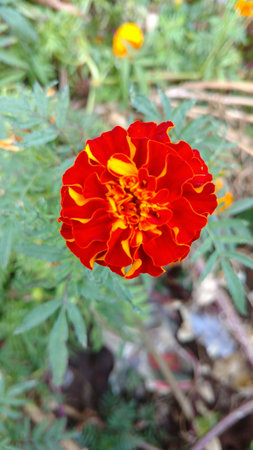 marigoldの写真素材