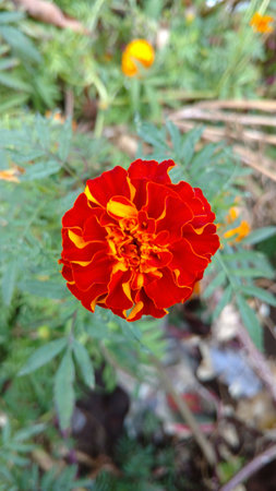 marigoldの写真素材
