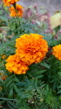 marigoldの写真素材