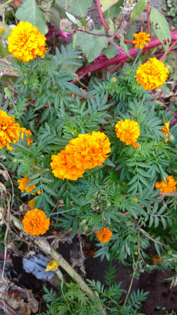 marigoldの写真素材