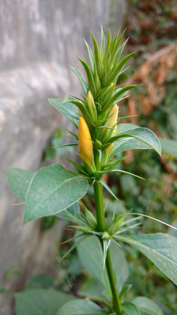 Indian Barleria prionitis commonly known as Porcupineの写真素材