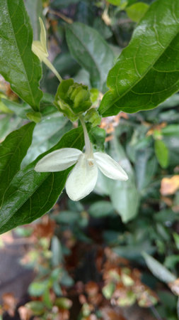 Indian wild Barleria prionitis commonly known as Porcupineの写真素材