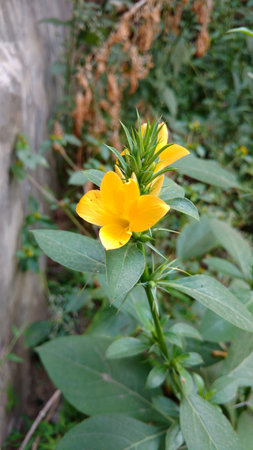 Indian Barleria prionitis commonly known as Porcupineの写真素材