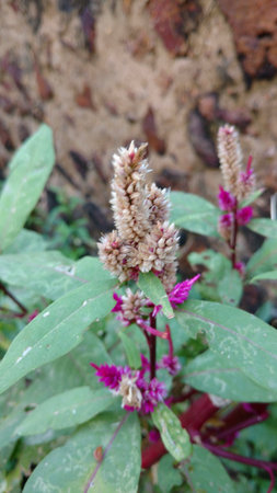Cockscomb, Chinese Wool Flower, Celosia argenteaの写真素材