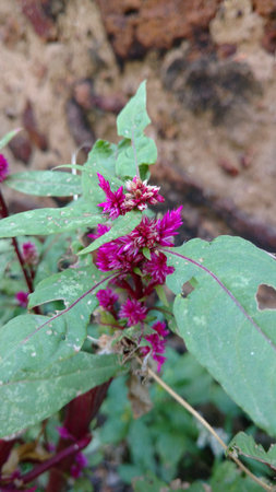 Cockscomb, Chinese Wool Flower, Celosia argenteaの写真素材