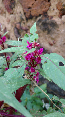 Cockscomb, Chinese Wool Flower, Celosia argenteaの写真素材