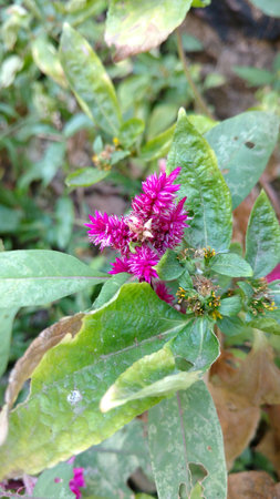 Cockscomb, Chinese Wool Flower, Celosia argenteaの写真素材