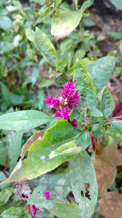 Cockscomb, Chinese Wool Flower, Celosia argenteaの写真素材
